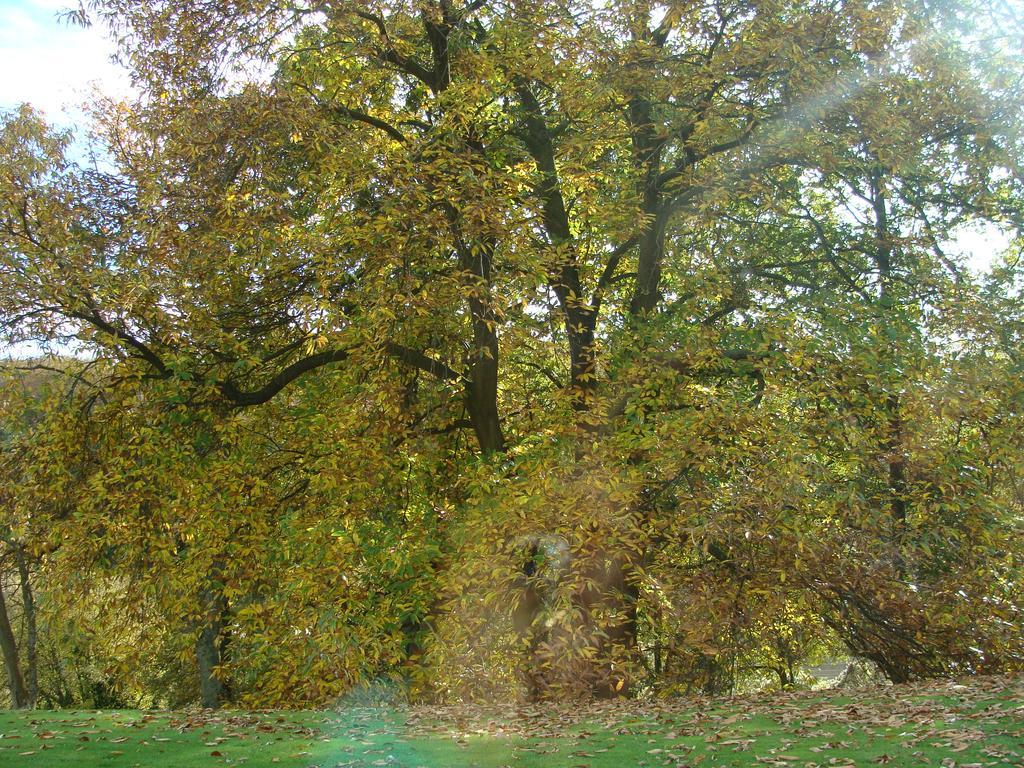 Chambre D'Hotes Les Champarts Tourville-la-Chapelle Exterior photo
